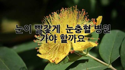 🚨 눈이 빨갛게?! 👀 눈충혈, 병원 가야 할까요? 🏥